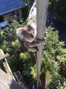 Koalas in Mallacoota